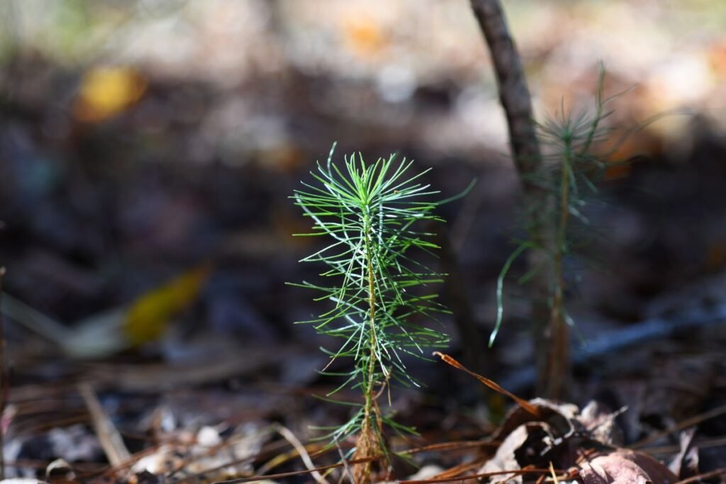 Dirvos paruošimas ir medžių sėklos įterpimo gylis