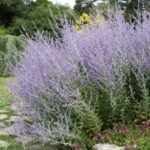 Melėsas – augalas, džiuginantis akį ir stiprinantis savijautą. Užaugins net pradinukas!