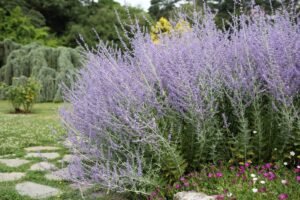 Melėsas – augalas, džiuginantis akį ir stiprinantis savijautą. Užaugins net pradinukas!