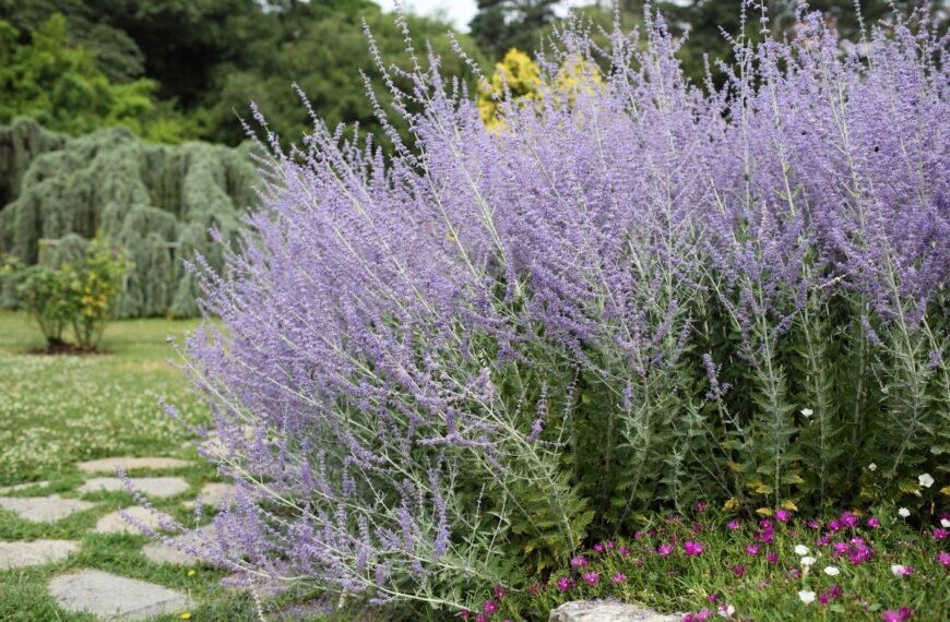 Melėsas – augalas, džiuginantis akį ir stiprinantis savijautą. Užaugins net pradinukas!