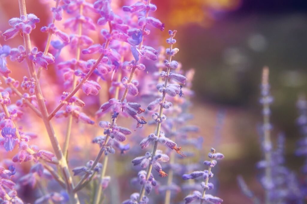 Kaip dauginamas melėsas