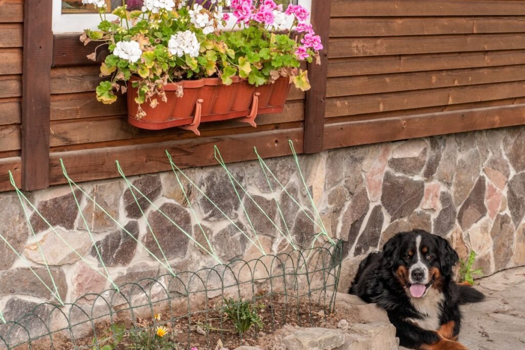 Šuo – geriausias signalizacija