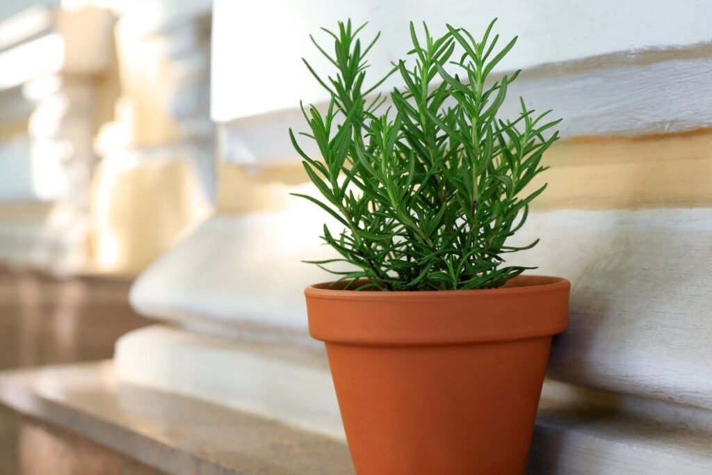 Kodėl verta nesėti rozmarino, o rinktis auginius?