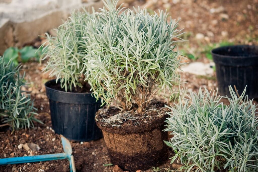 Levandų irgi geriau nesėti. Tačiau kodėl?