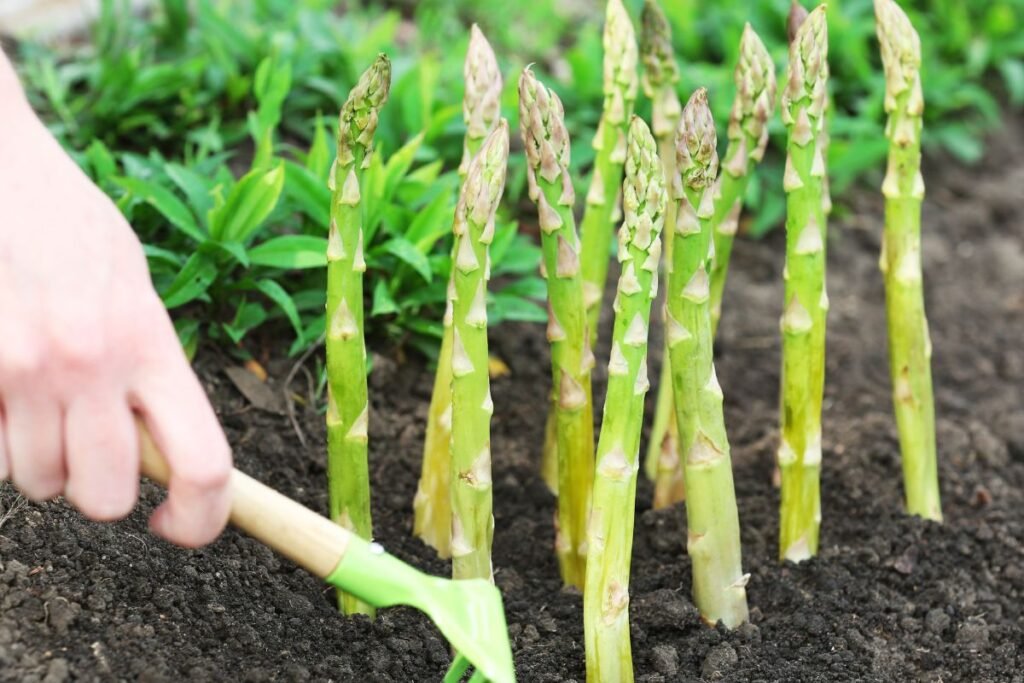 Neverta sėti ir šparagų