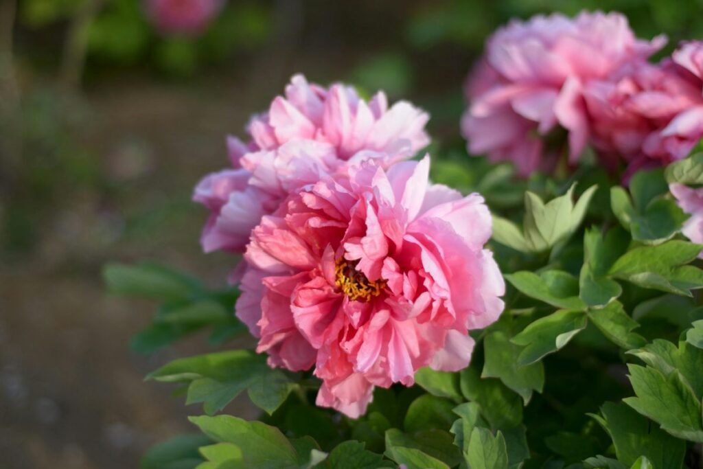 Sprendimas nesėti bijūnų: kodėl tai sutaupys penkerius metus?