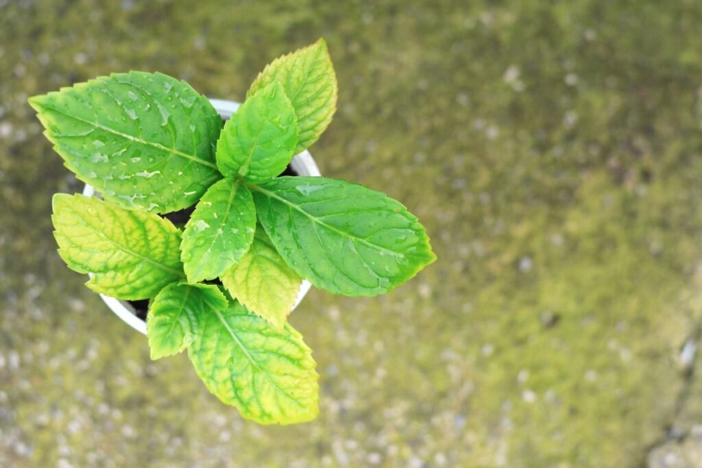 Hortenzijų hibridai: kodėl geriau nesėti, o dauginti šakelėmis?