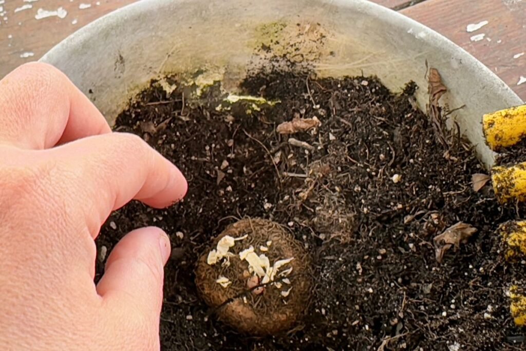 Begonijų sėklų dulkės: sprendimas nesėti, o pirkti gumbus