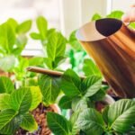 Kodėl geriau nesėti visko iš eilės? Augalai, kuriuos labiau tinka dauginti kitais būdais