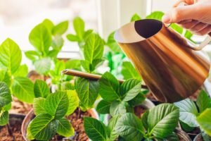 Kodėl geriau nesėti visko iš eilės? Augalai, kuriuos labiau tinka dauginti kitais būdais