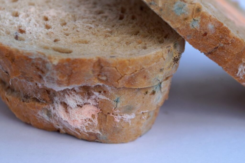 Pelėsis ir mikotoksinai