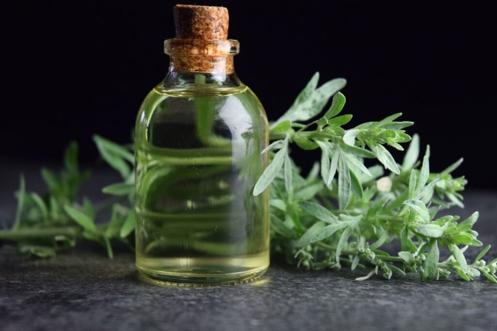 Pelyno trauktinė – tradicinis gydomas gėrimas