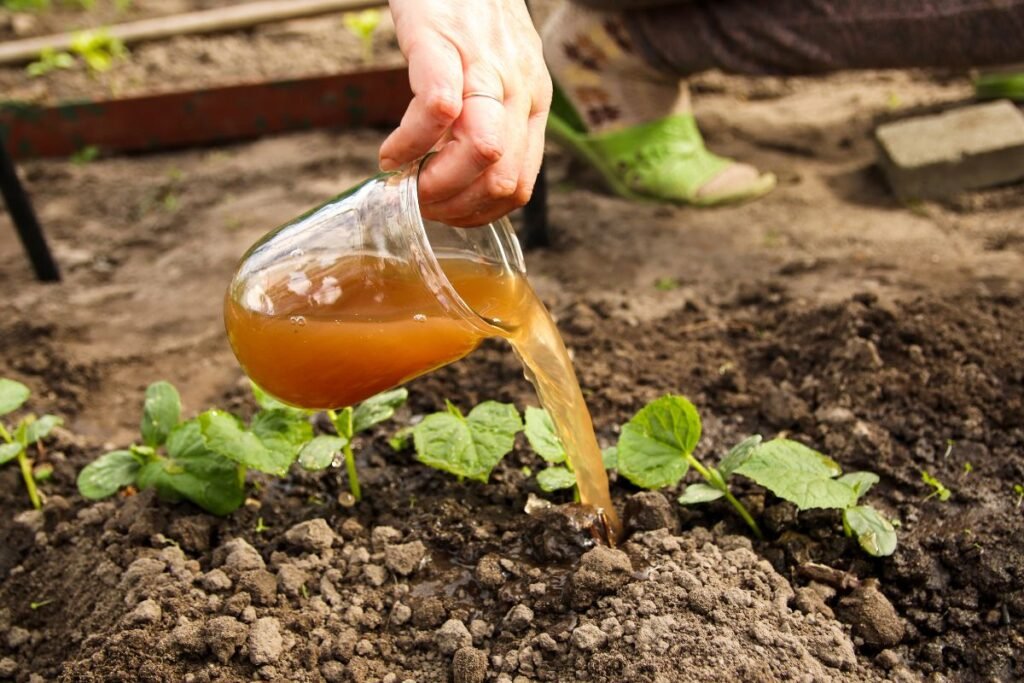 Piktžolės trąšai: piktžolių arbata