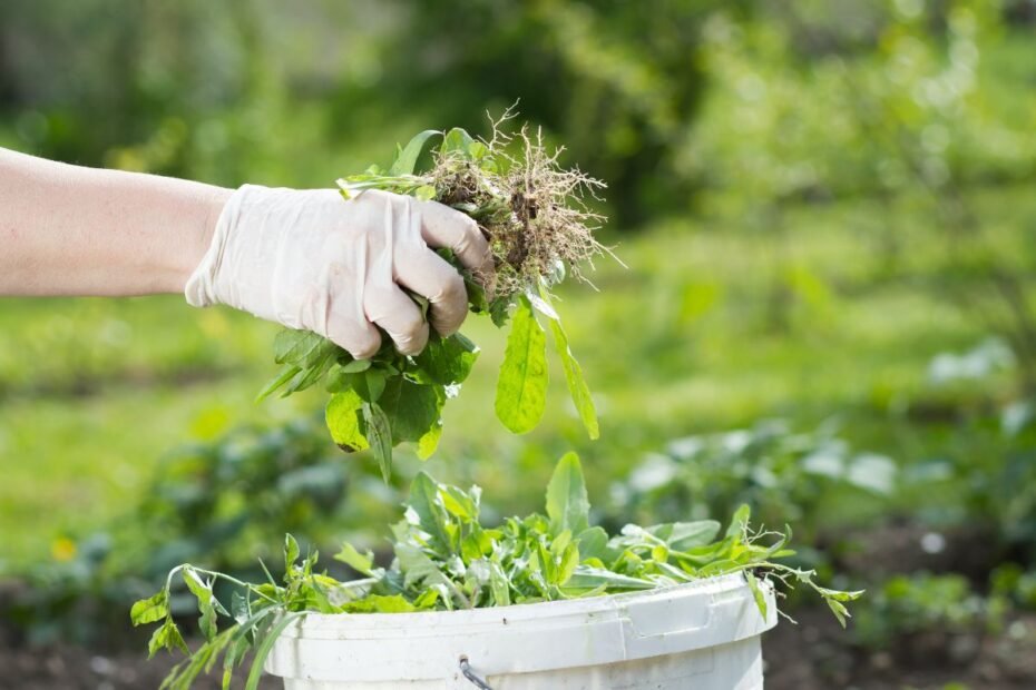 Piktžolės trąšai: karštasis kompostavimas ir piktžolių arbatėlė