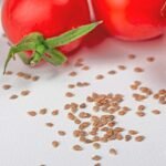 DNR, skonis ir pomidorų sėklos: kaip mokslas formuoja mūsų lėkštę?