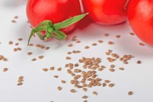 DNR, skonis ir pomidorų sėklos: kaip mokslas formuoja mūsų lėkštę?