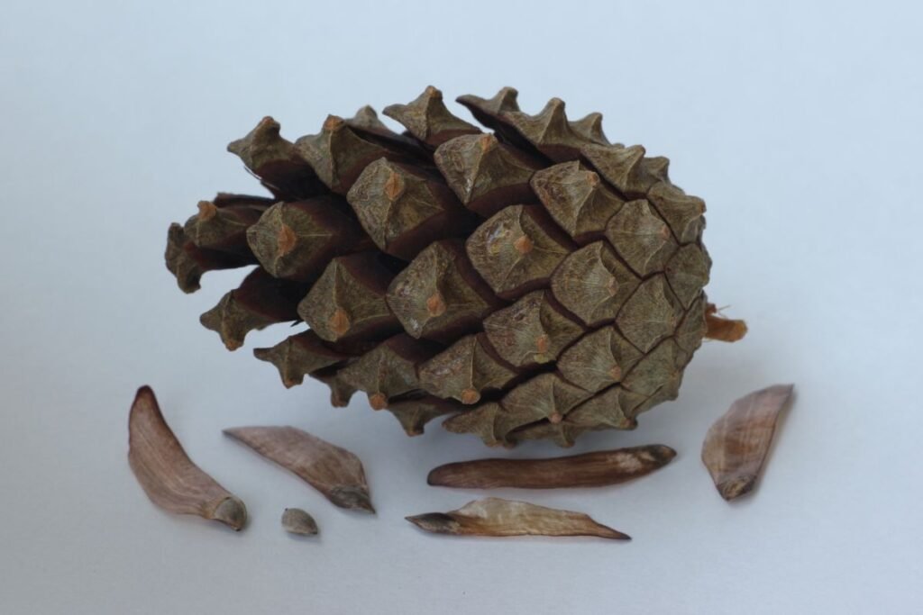 Pušų sėklos: rinkimas ir kokybės vertinimas