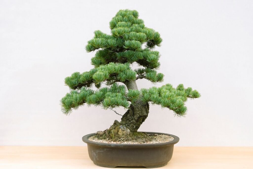 Pušų sėklos: kaip iš jų išauginti bonsai?