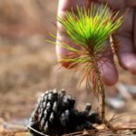 Pušų sėklos nuo kankorėžio iki medžio: kaip iš sėklos išauginti pušį arba džiaugtis bonsai?