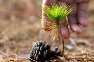 Pušų sėklos nuo kankorėžio iki medžio: kaip iš sėklos išauginti pušį arba džiaugtis bonsai?
