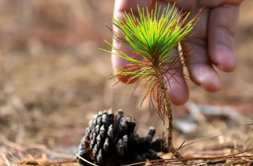 Pušų sėklos nuo kankorėžio iki medžio: kaip iš sėklos išauginti pušį arba džiaugtis bonsai?