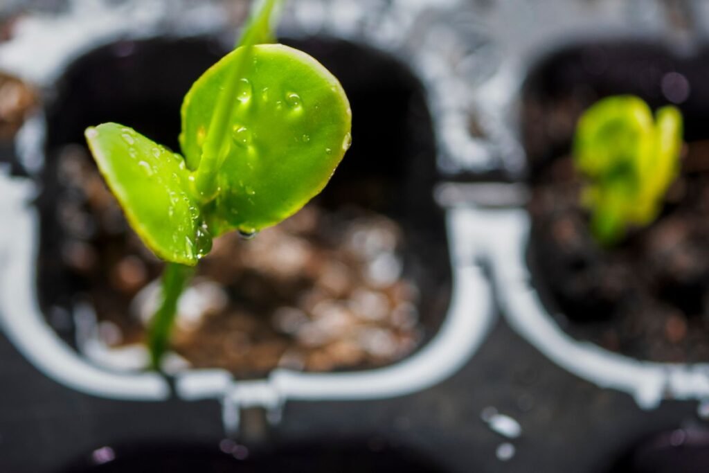 Ramunėlių arbatos nauda