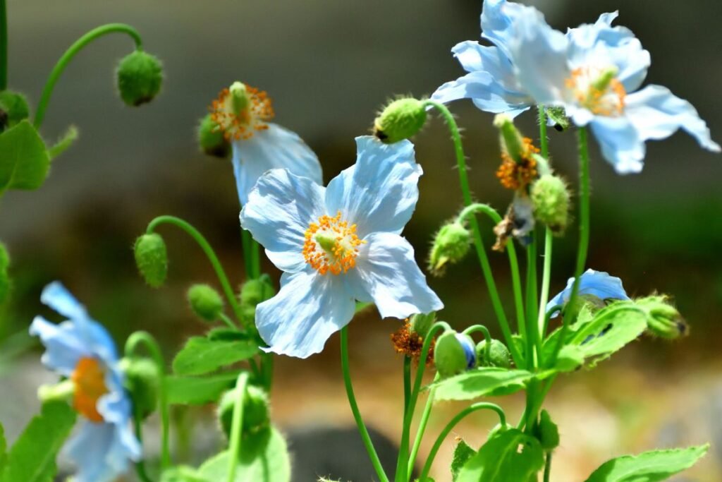 Kur ieškoti tikrų retenybių ir kaip neapsigauti?