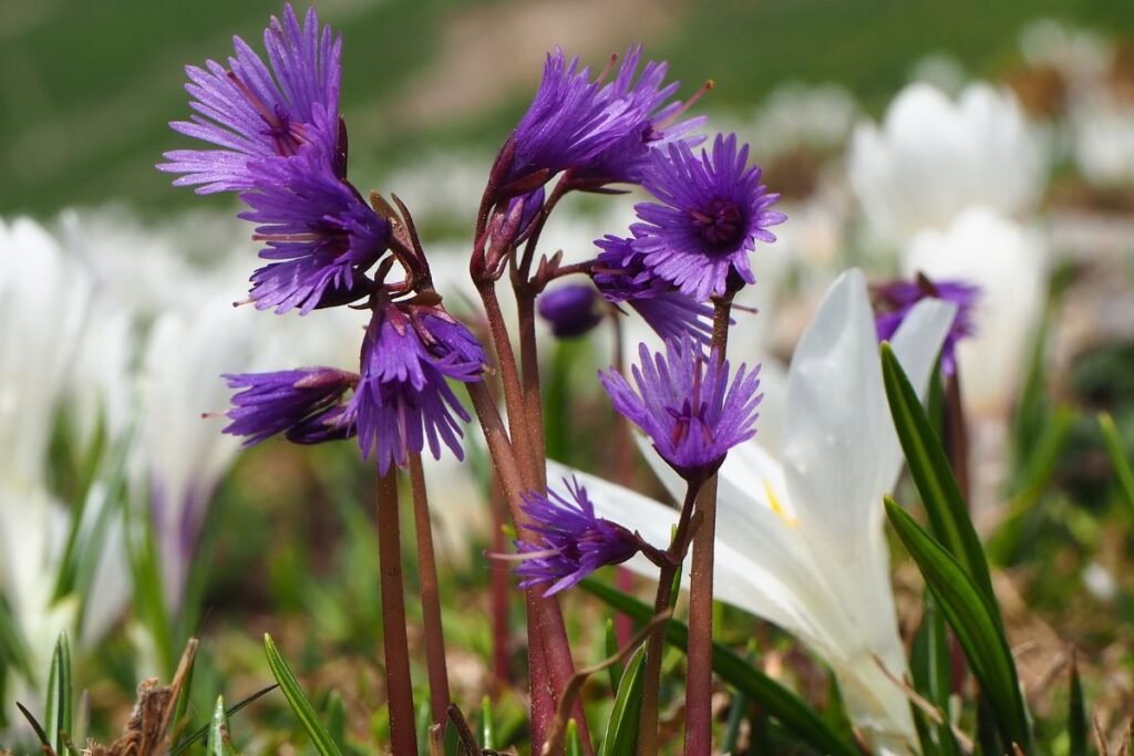 Kas yra retos gėlės ir kodėl jų sėklos vertos dėmesio?