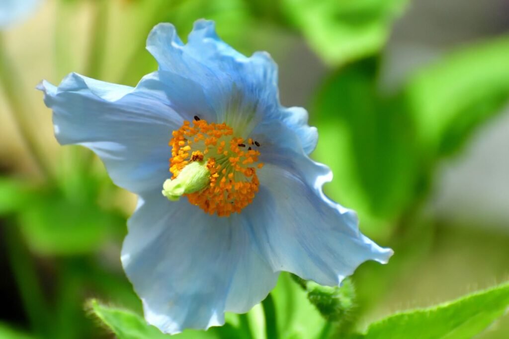 Lauko egzotika: retų gėlių sėklos Lietuvos gėlynams