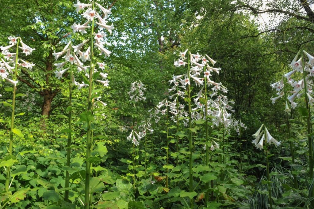 Lauko egzotika: retų gėlių sėklos Lietuvos gėlynams