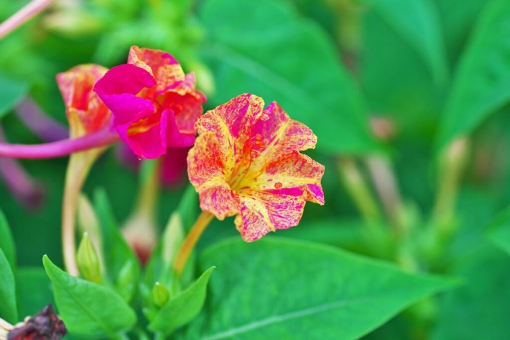 Lauko egzotika: retų gėlių sėklos Lietuvos gėlynams