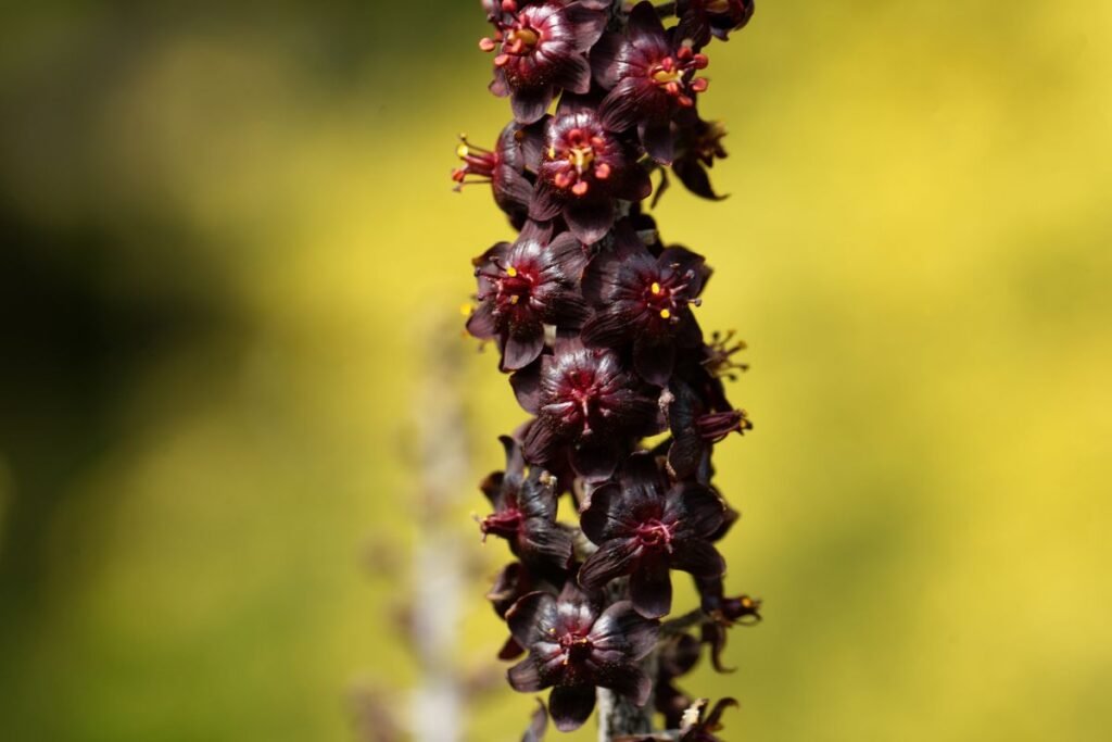 Lauko egzotika: retų gėlių sėklos Lietuvos gėlynams