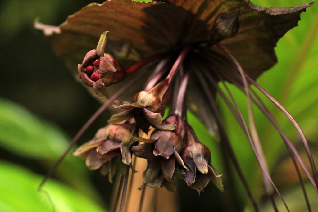 Retų gėlių sėklos: egzotika ant palangės