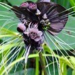 Retų gėlių sėklos: kaip užsiauginti botanikos sodo vertą kolekciją savo gėlyne ar namuose?