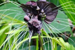 Retų gėlių sėklos: kaip užsiauginti botanikos sodo vertą kolekciją savo gėlyne ar namuose?