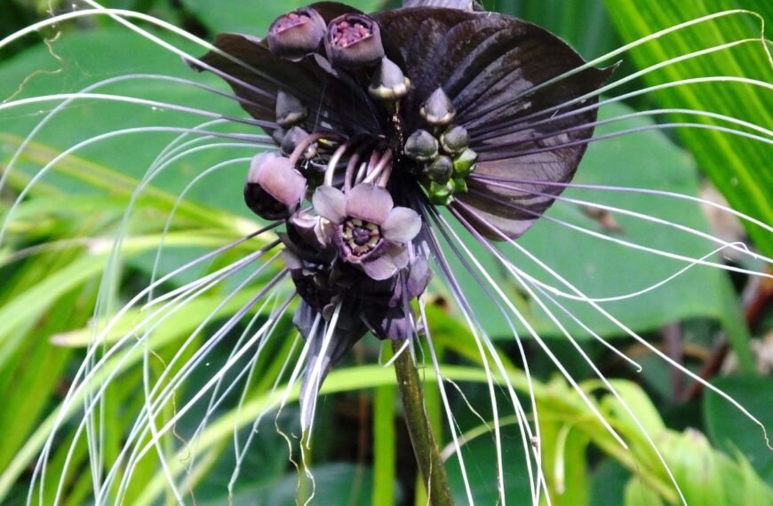 Retų gėlių sėklos: kaip užsiauginti botanikos sodo vertą kolekciją savo gėlyne ar namuose?