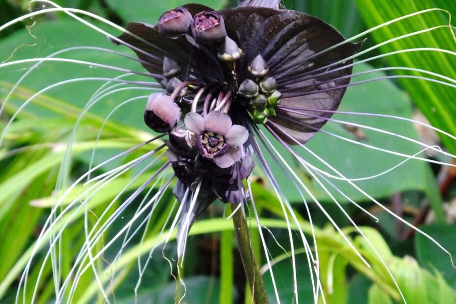 Retų gėlių sėklos: kaip užsiauginti botanikos sodo vertą kolekciją savo gėlyne ar namuose?