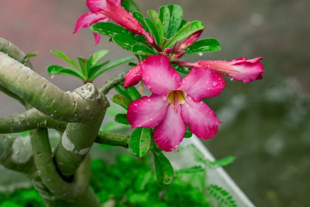 Retų gėlių sėklos: egzotika ant palangės