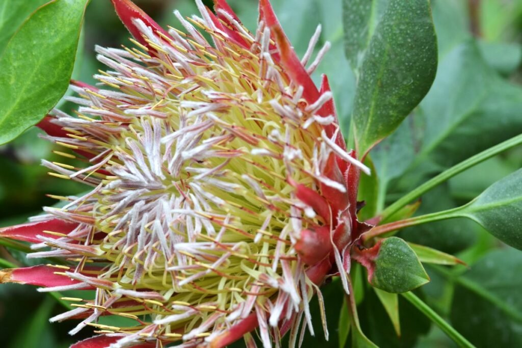 Retų gėlių sėklos: egzotika ant palangės