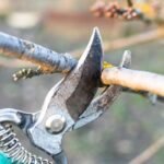 Šakų genėtuvas – pagrindinis įrankis sveikam ir gausiam sodo derliui