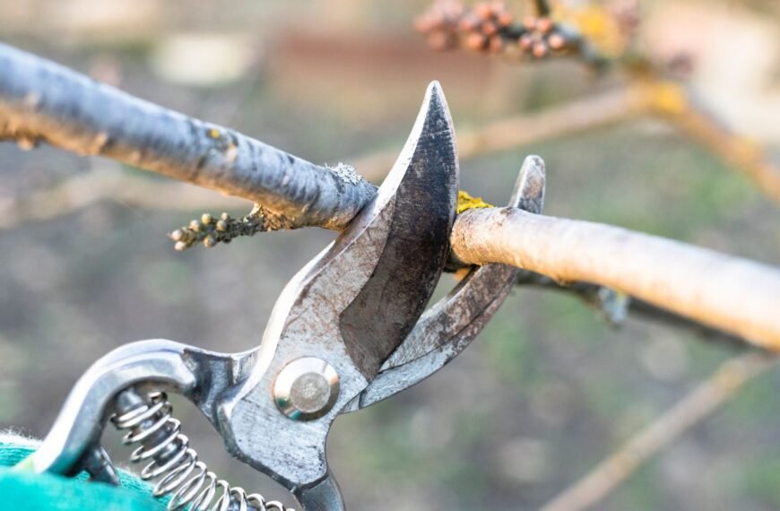 Šakų genėtuvas – pagrindinis įrankis sveikam ir gausiam sodo derliui