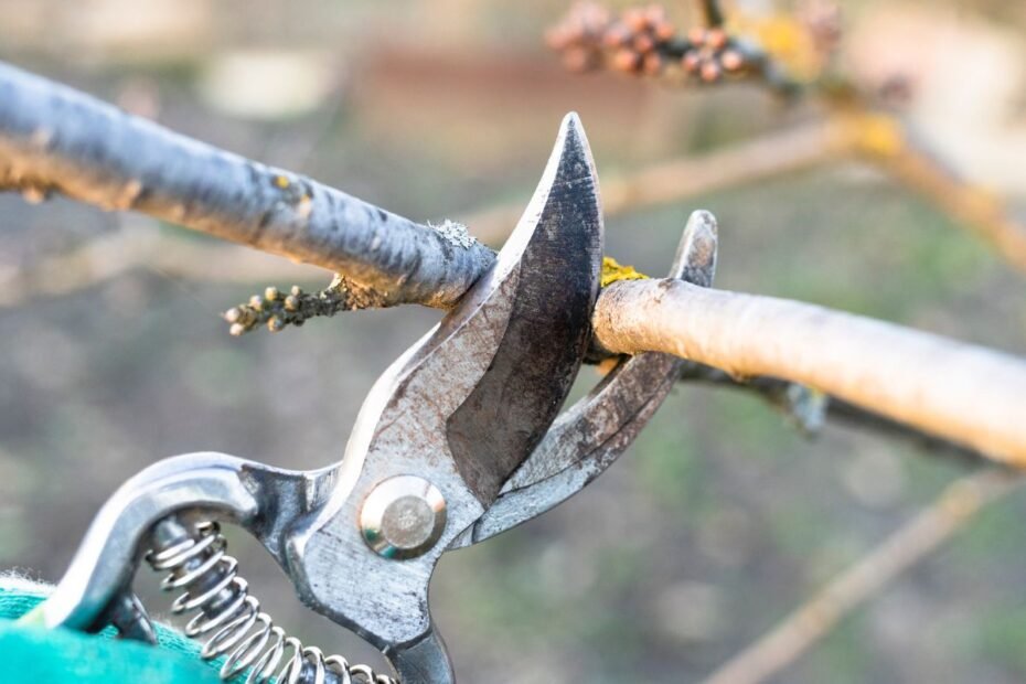 Šakų genėtuvas – pagrindinis įrankis sveikam ir gausiam sodo derliui