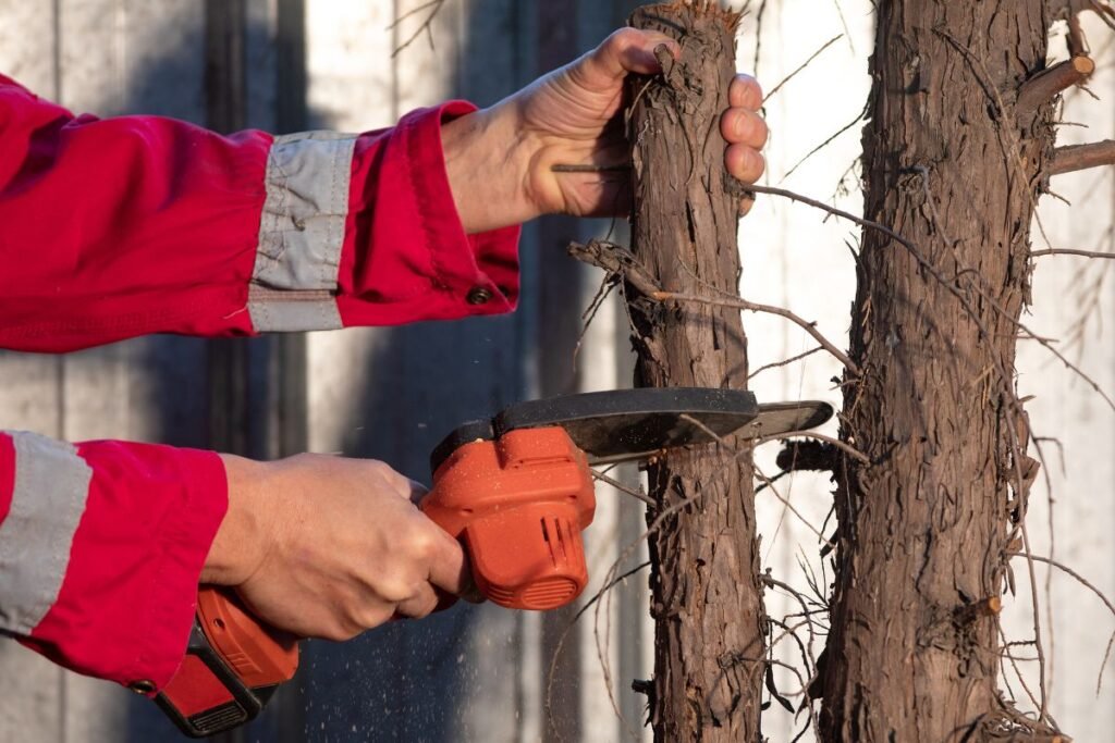Šakų genėtuvas: akumuliatorinė galia moderniame sode