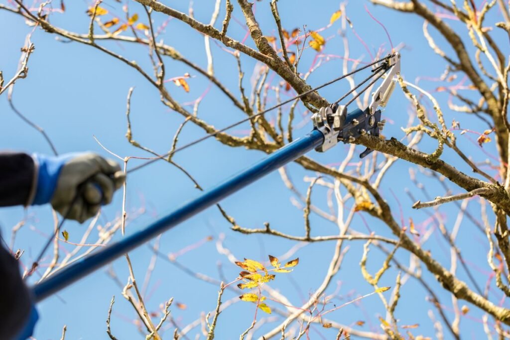 Šakų genėtuvas: kaip pasiekti aukščiausias viršūnes saugiai?