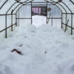 Sniegas į šiltnamį – sena sodininkų paslaptis, kuri vis dar veikia. Ar visada tai gera mintis?