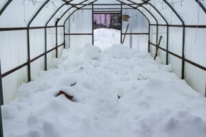 Sniegas į šiltnamį – sena sodininkų paslaptis, kuri vis dar veikia. Ar visada tai gera mintis?
