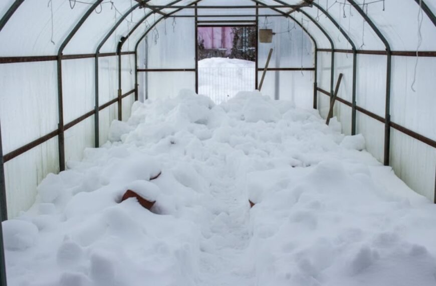 Sniegas į šiltnamį – sena sodininkų paslaptis, kuri vis dar veikia. Ar visada tai gera mintis?