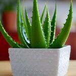 Vaistinis alijošius – vaistas ant palangės. Kaip auginti, prižiūrėti ir dauginti?