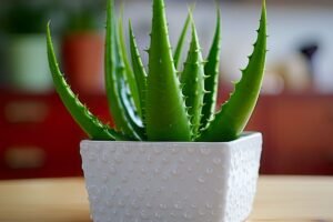 Vaistinis alijošius – vaistas ant palangės. Kaip auginti, prižiūrėti ir dauginti?