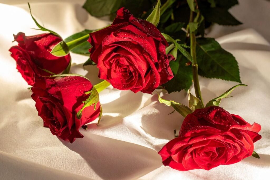 Valentino diena neįsivaizduojama be raudonų rožių